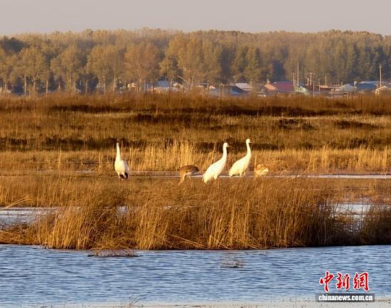 �ؚw�QȺ�ġ�С��(����)�����˰��QȺ�w�����r �z