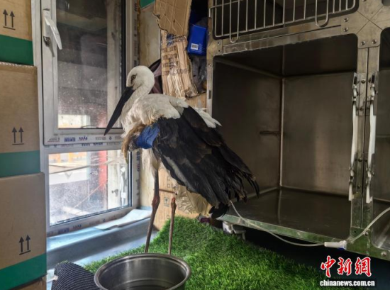 �܂��Ė|�����X���ڽ����ί�����ʯ���� �z