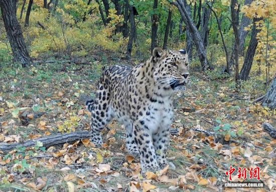 2025���ږ|���������ҹ��@�Ĕz�Ė|������(��ҕ��ý���D)