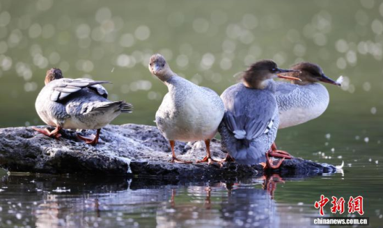 ���A��ɳ�����ԁ����w��ˮ��ʯ�^����Ϣ�����w��� �z